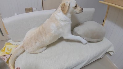 「やばい、置いて行かれるかも…！」