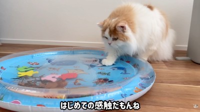 恐る恐るタッチ…！