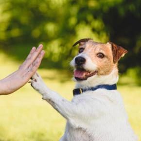 『人懐っこい犬』がよくするサイン7選 社交的なワンコの特徴や人好きにさせる方法まで解説