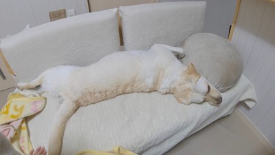 「じゃあ一人でお散歩行こうかな～」