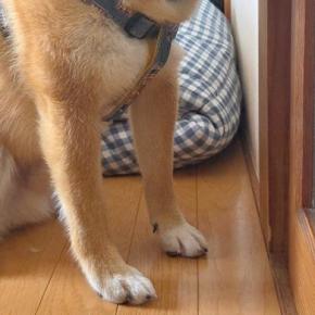 自宅のトイレが壊れ『修理業者を呼んだ』結果→犬が『ちゃんとやっているか』と見つめて…仕事にならない光景に反響「見張り番w」「相当な圧」