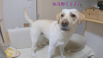 「私も行く！」とアピール