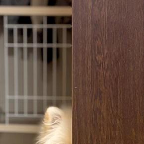 犬とケンカをした結果→なぜか『隣の部屋の扉』から…許すしかない『ズルすぎる光景』に1万いいね「仲直りしたいのかなｗ」「可愛すぎて笑う」