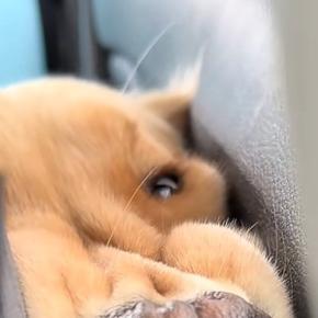 車の後部座席から『フガフガと音が聞こえるな』と思い、ふと振り向いた結果→大型犬が…『まさかの表情』に爆笑「歯並びww」「たまらん可愛い」