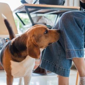 犬が大好きな『ニオイ』とは？気に入った匂いを嗅いだときにみせる行動や苦手な香りまで