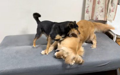 両者の力が互角に！！