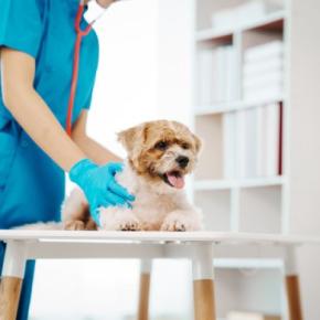 犬が誤飲してしまったときの『危険な症状』5つ　今すぐに病院へ行くべき状態とは？