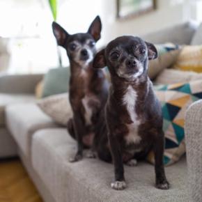 『シニア犬』を喜ばせるためにできること5つ 老犬の暮らしを充実させる秘訣とは?
