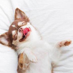 犬の『寝相』からわかる性格4選 あなたの愛犬は普段どんな寝方をしている?注意点まで解説