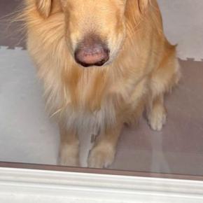 留守番をした大型犬→窓の外から様子を見てみると、表情が…あまりにもわかりやすい『ブチギレ顔』が39万表示「すんごい吊り目w」「初めて見た」