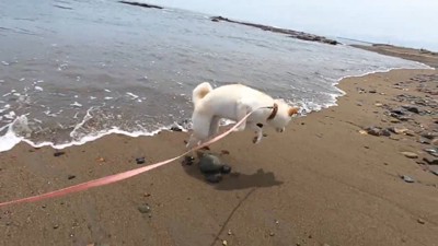「うわあっ！」と飛び上がるノンくん