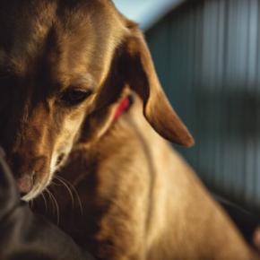犬の『トラウマ』となる4つの原因　愛犬が不安を感じてしまう出来事とは？