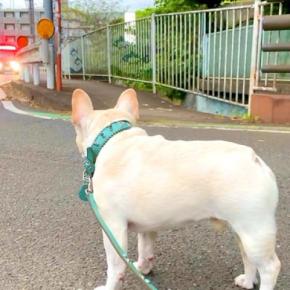サイレンを鳴らした消防車と一緒に遠吠えする犬→『カッコよく吠える』と思いきや…予想を裏切る『まさかの光景』が79万再生「猫かな?ww」