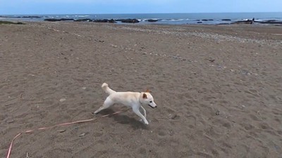 大興奮してダッシュ！