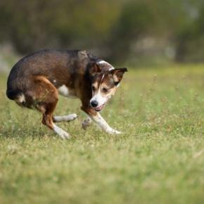 犬が『グルグル回ってしまう』心理5選 主な理由や考えられる病気まで
