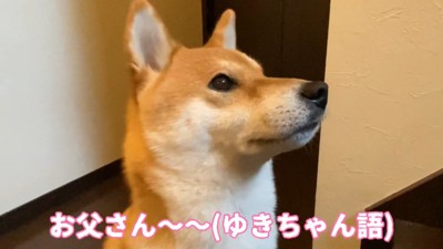 「く～ん」と切ない声で鳴いています