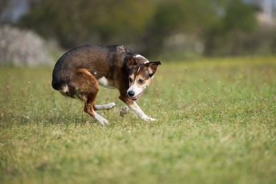 しっぽを追いかける犬