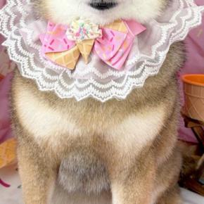 トリミングサロンで写真を撮ってもらった犬→確認すると、緊張していて…人の子供のような『表情』に絶賛「可愛くて声出た」「本当に同じ犬?w」