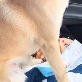車の助手席に座る犬に『今日は病院行くで』と言った結果→わかりやす過ぎる『怖がり方と表情』が42万再生「バンビ状態w」「抱きしめたい」