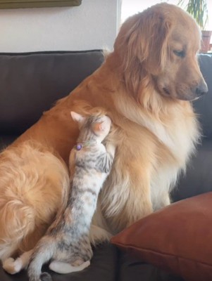 先住犬のゴールデンレトリバー!