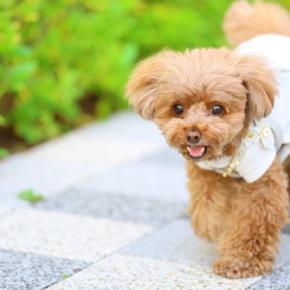 犬の『ストレスを発散させる』コツ3選 日々の暮らしの中でできるリフレッシュ方法とは?