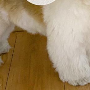 生まれて初めて『地震』を経験した犬→驚き大慌てしてしまい…まさかの行動に大反響「ごはんは大事だもんねw」「たまらん可愛さ」と214万表示
