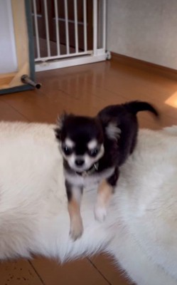 大きくジャンプ！！