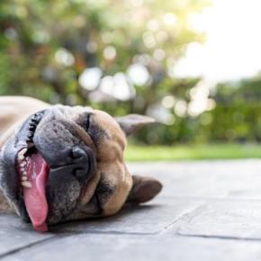 犬が『暑がっている』ときにみせる仕草や行動4つ 夏バテのサインや初期症状まで