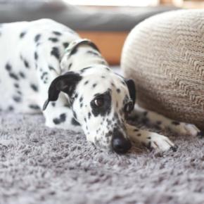 犬が『留守番中』にやっていること7選 ひとりで何をしているの?飼い主の帰りを待っているときの心理まで