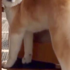 朝ごはんの時間になった秋田犬→ちょうど『飼い主の外出』と被ってしまい…ドアの隙間で見せた『葛藤の表情』が31万再生「困ってて可愛いw」