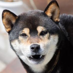 犬が『懐かない人』の特徴4つ ワンコに好かれやすい人との大きな違いや仲を深める方法まで