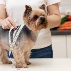 『肥満になりやすい』犬種5選 愛犬を太らせてしまう飼い主のタブー行為とは?