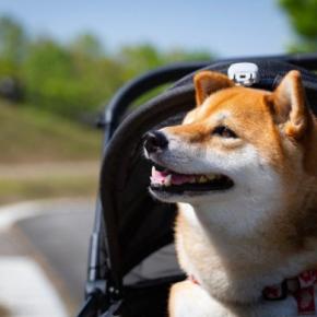 愛犬が幸せに暮らすための『重要なポイント』4つ 飼い主が知っておくべき心得とは?