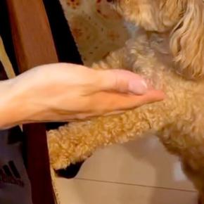 犬を飼うことに反対する『猫派の夫』→子犬をお迎えし、一緒に生活を始めた結果…まさかの『現在の光景』に反響「わかるww」「可愛いは正義」