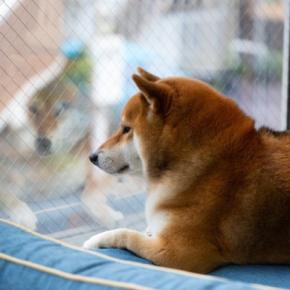 『飼い主が外出』愛犬はどう思うの?留守番中の心理や安心して過ごしてもらうための事前準備まで