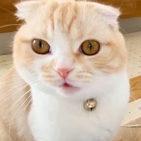 話しかけてきた猫を無視した結果→事態を察した『大型犬』が近づいて…まさかの光景が43万再生「言いたいことがわかるんだ」「いつでも味方」