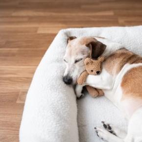 犬にとって『不快なベッド』の特徴5選 安眠を妨げる睡眠環境や改善策まで