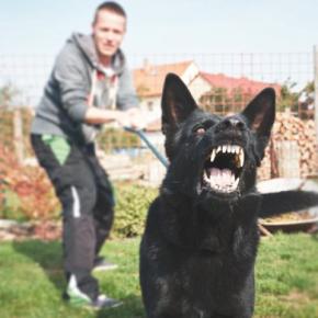 犬が『飼い主を守ろうとしている』ときにみせる行動5選 見逃したくないサインや注意点まで