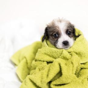 犬が『ブルブルと震える』理由6つ 寒いだけではない?病院に行くべき状態まで