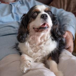 犬が『体をホリホリしてくる』5つの心理 考えられる理由や飼い主がすべき正しい対応まで