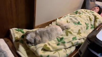再びパパさんの毛布の上へ！