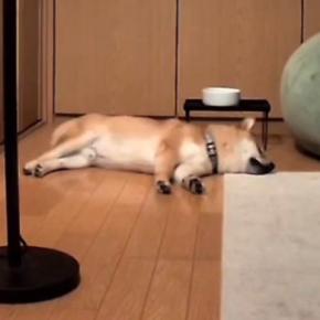 寝ていた犬が『豪快なオナラ』をした結果→起き上がったと思ったら…あまりにも白々しい『表情』が44万再生「思ったよりデカくて草」「可愛いw」