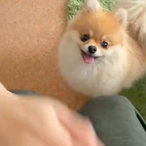 『犬はパパとママ、どっちを守るのか?』検証してみた結果→互いに叩くふりをしてみると…まさかの『態度の差』に反響「面白いw」「可愛くて最高」