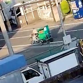 遠くで『クロネコヤマトの配達員』を発見した大型犬→ボール遊びを放棄して…大好きが伝わる『素敵なアピール』に絶賛「可愛いw」「お利口さん」