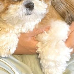 夫に話しかけた結果→膝に乗っていた犬が『嫉妬』しまくり…思った以上に『ブチギレている表情』に1万いいね「悪い顔ww」「愛強すぎて草」