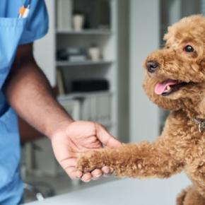 犬の『認知症』初期症状5選 進行を遅らせる方法はあるの?見逃してはいけない変化とは