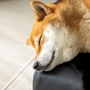 犬が『寝る場所』をコロコロ変える理由3つ 頻繁に移動する心理や不調を判断する方法まで