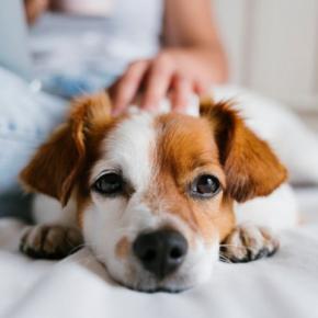犬が『一緒に寝てくれない』心理3つ 飼い主から距離を置く理由や添い寝してもらうための秘訣まで