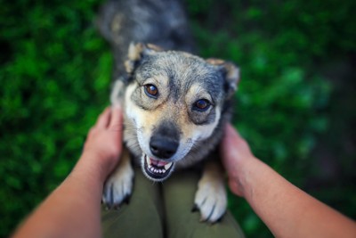 なでられて笑顔の犬