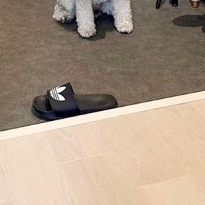 家に遊びに来た友人→犬が『帰るのがイヤ』と駄々をこねて、玄関で…まさかの『わかりやすい表情』に6万いいね「強い意志を感じるw」「可愛い」